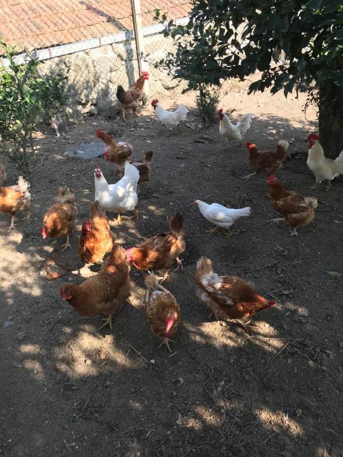 Quinta De Varzielas - Agroturismo カステロ・デ・パイヴァ エクステリア 写真